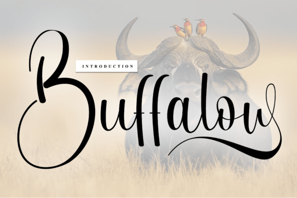Buffalow: Crafting Authentic Brand Stories with a Handwritten Touch
